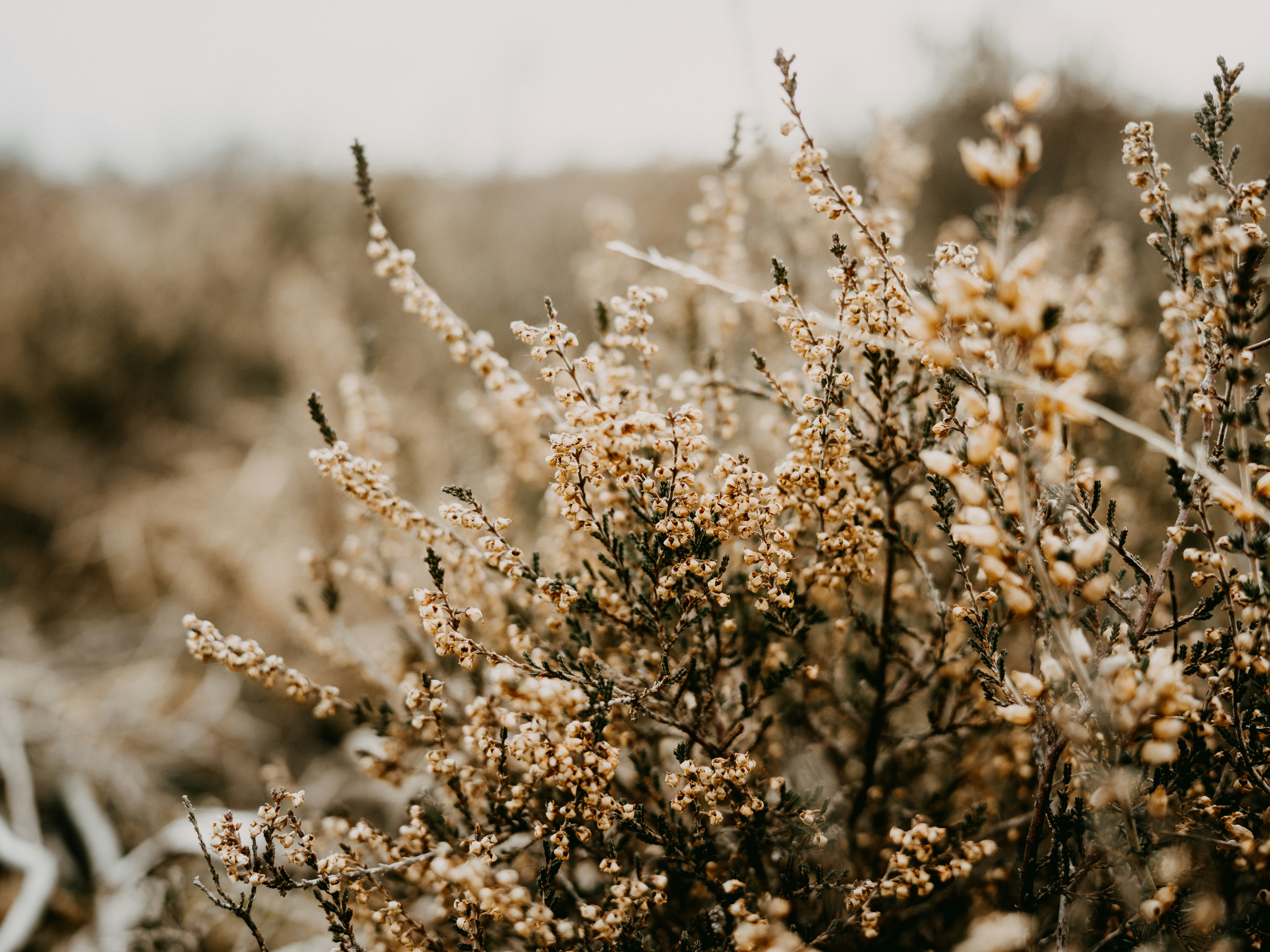 Photo by anniespratt