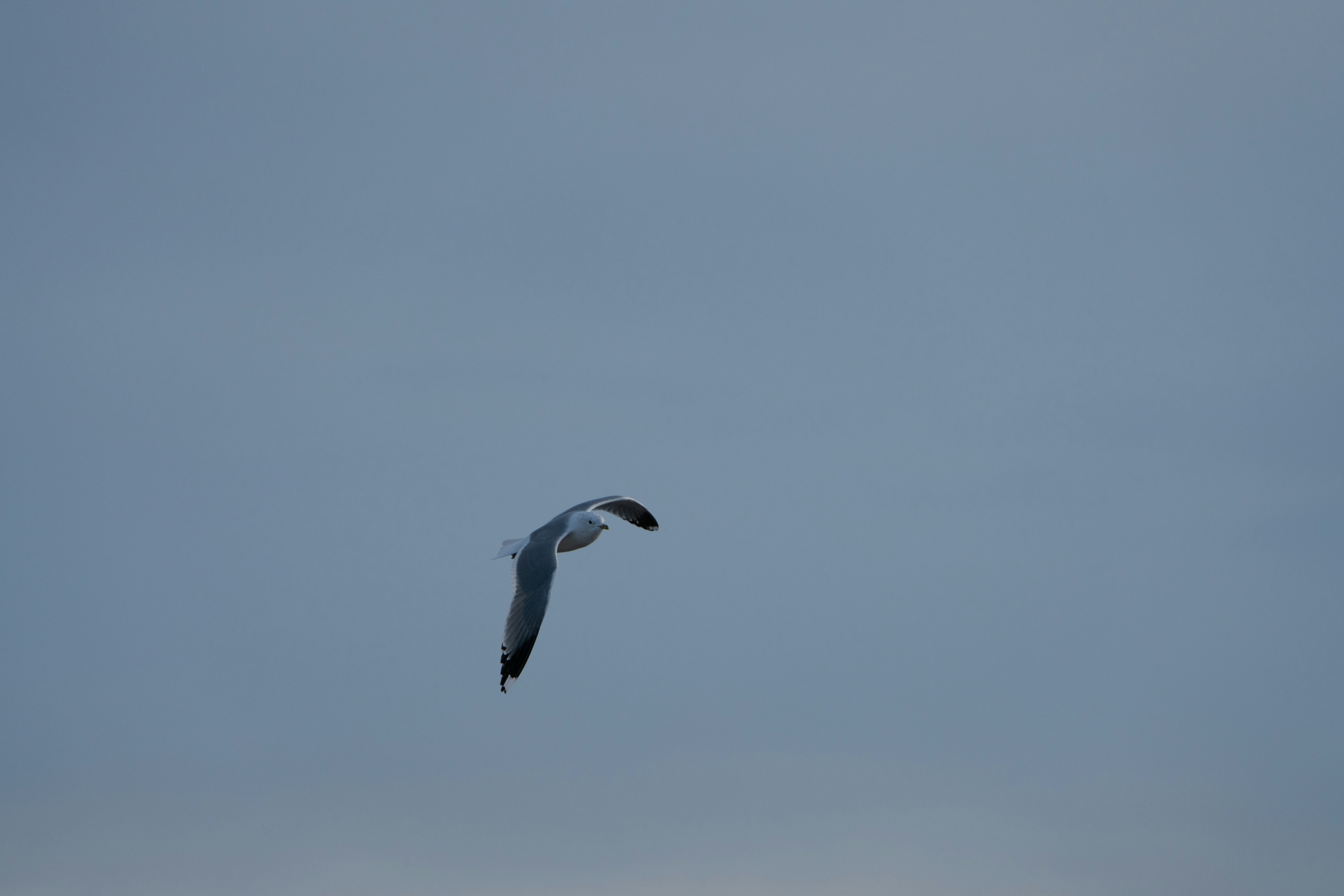 Photo by nihongraphy2