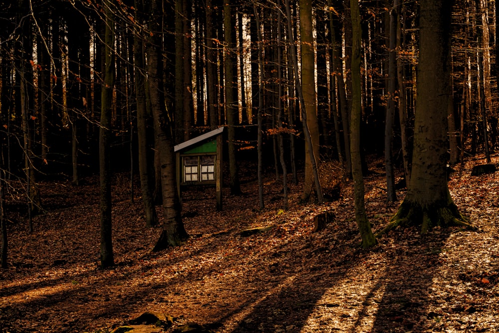 Une petite maison au milieu d’une forêt