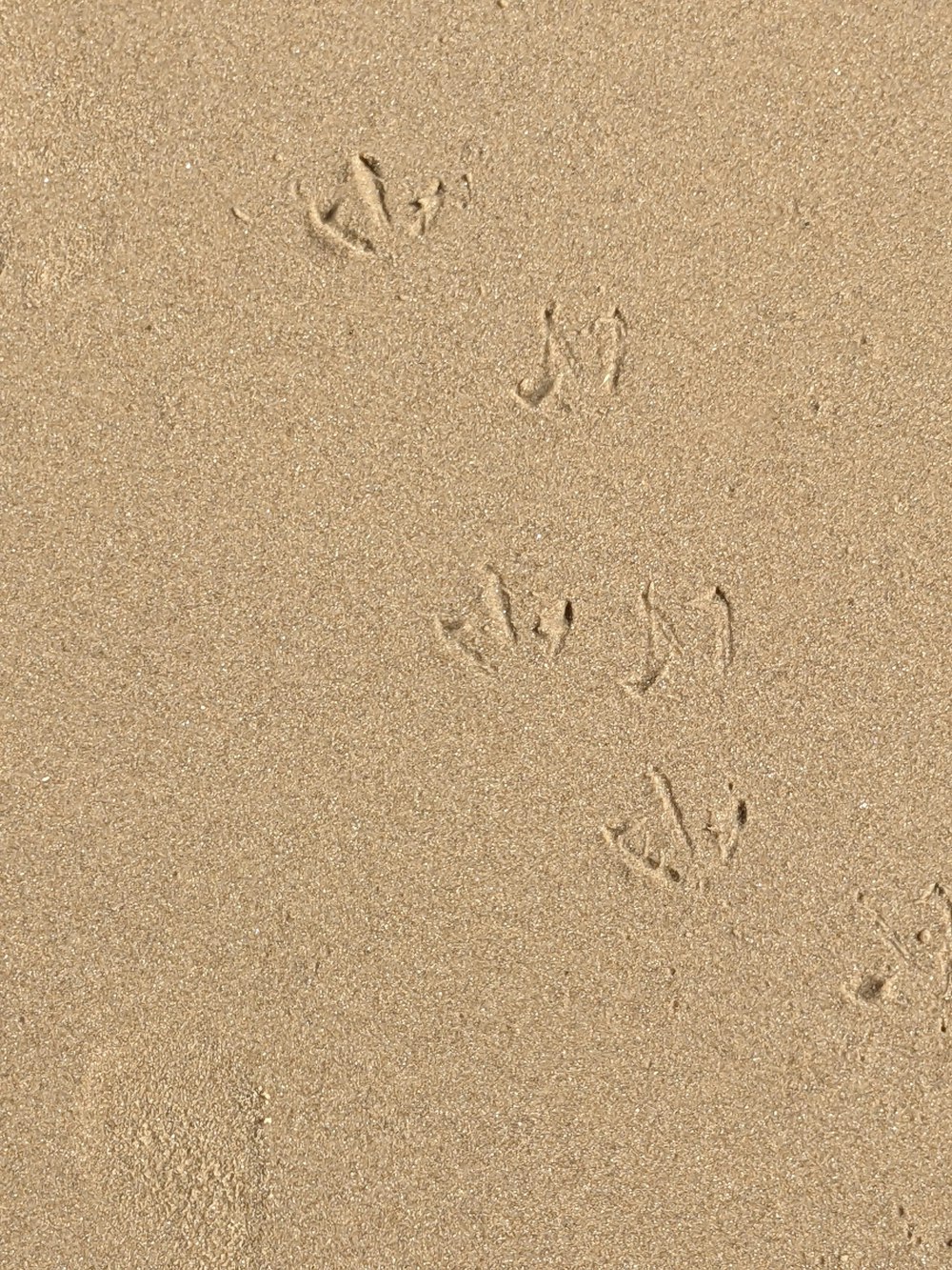 a dog paw prints in the sand on a beach