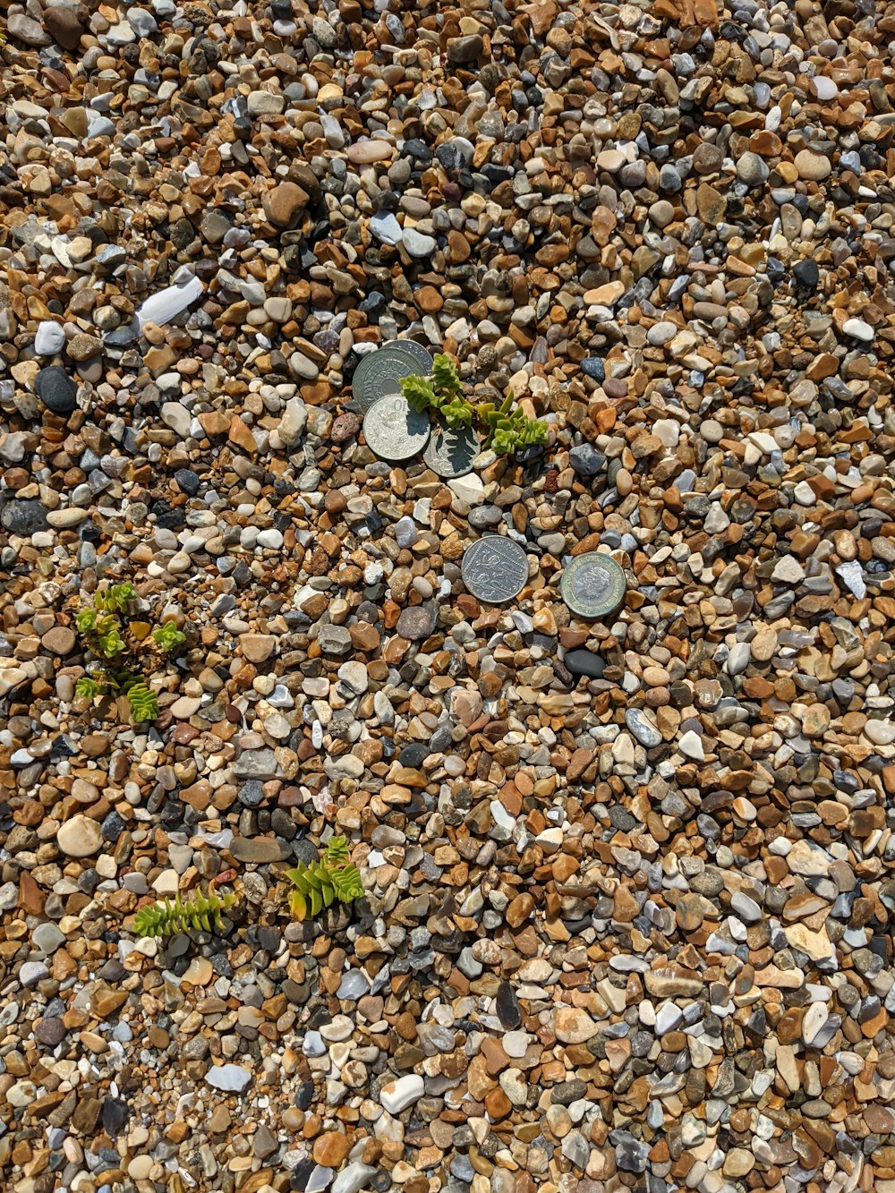 a bunch of rocks with a plant growing out of them