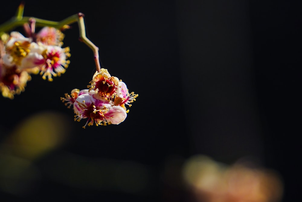 a close up of a flower on a tree