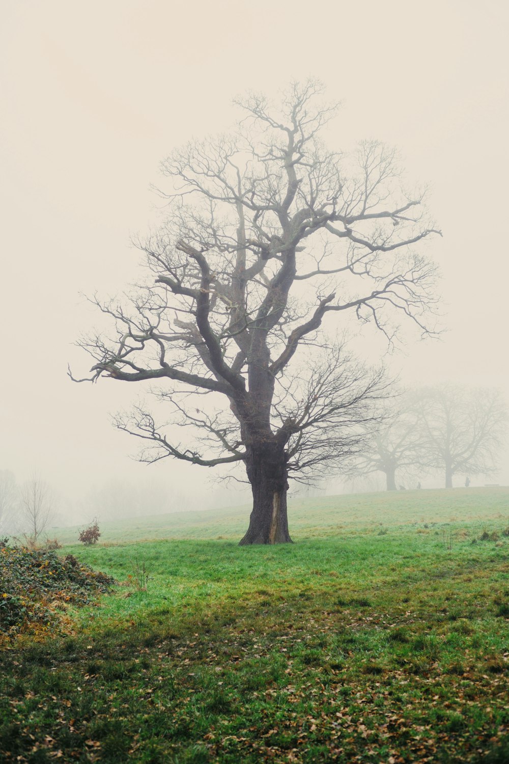 a lone tree stands in a field on a foggy day