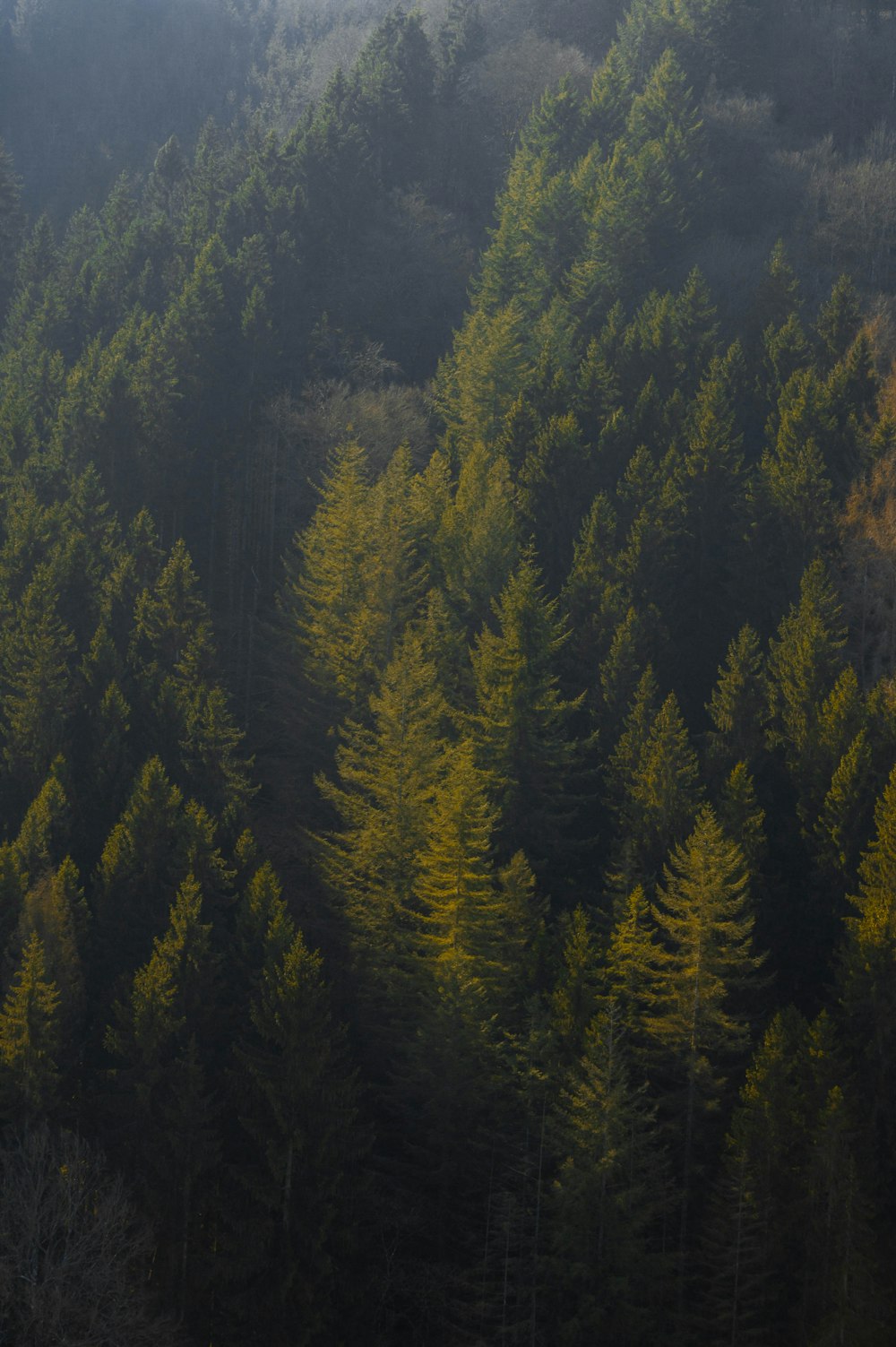 Un bosque lleno de muchos árboles verdes altos