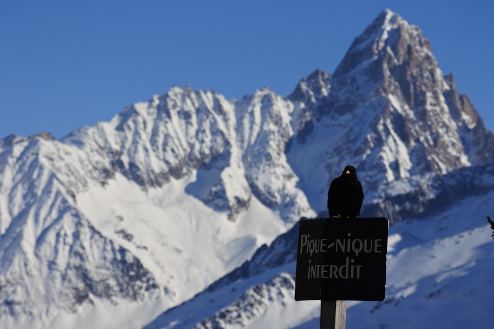 a bird sitting on top of a sign in front of a mountain
