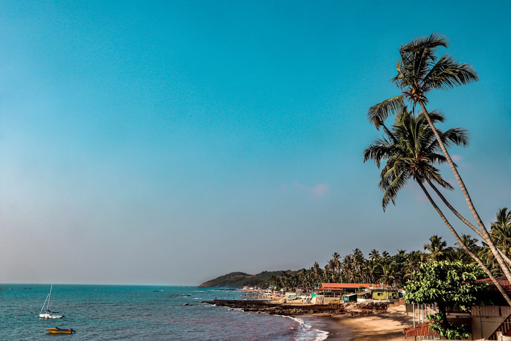 a beach with palm trees and a boat in the water