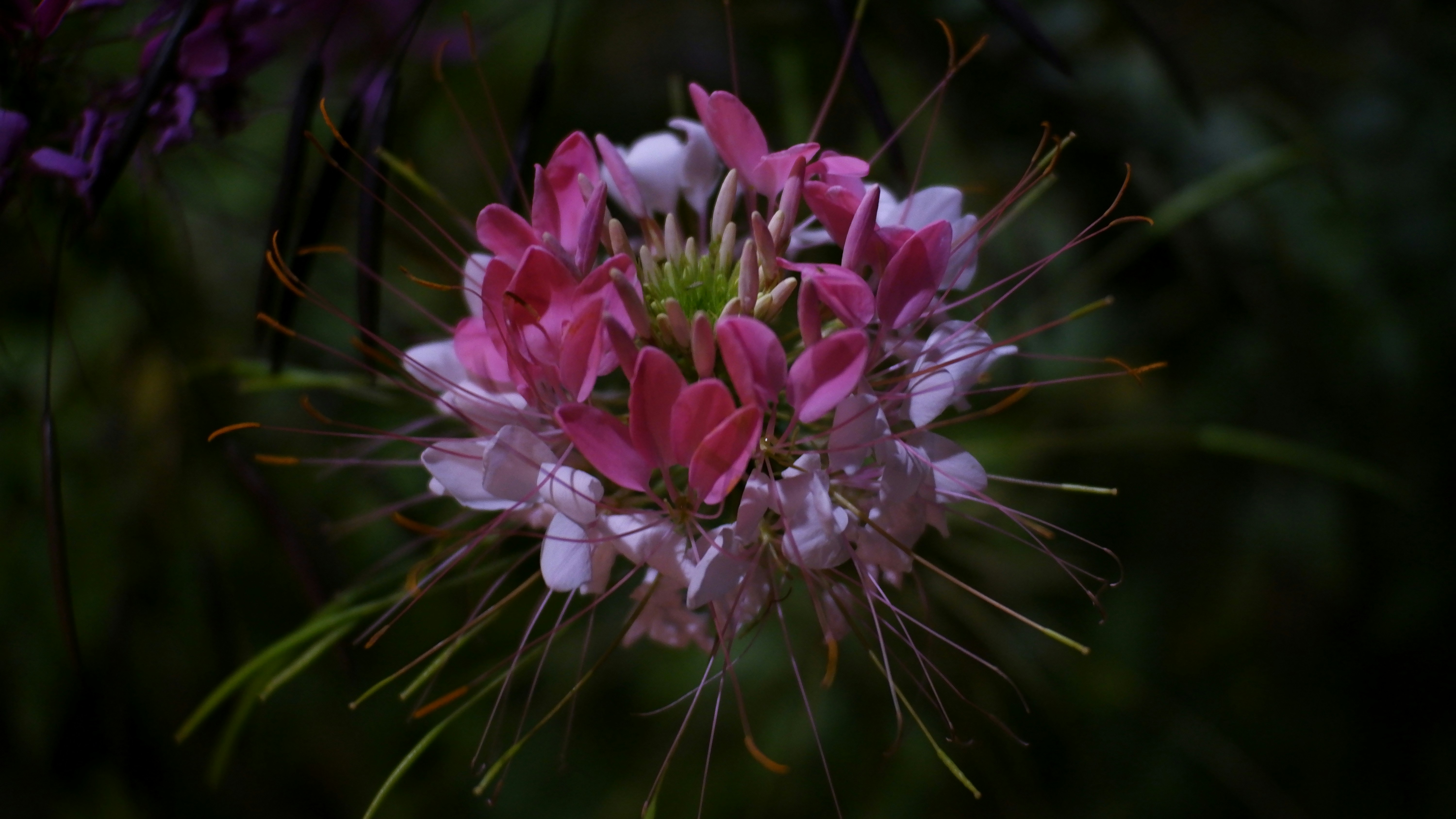 Photo by dvhoang2106