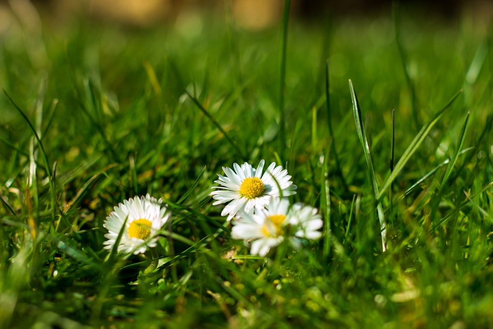 three daisies in the grass with a blurry background