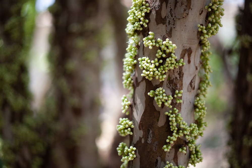 a close up of a tree with green leaves