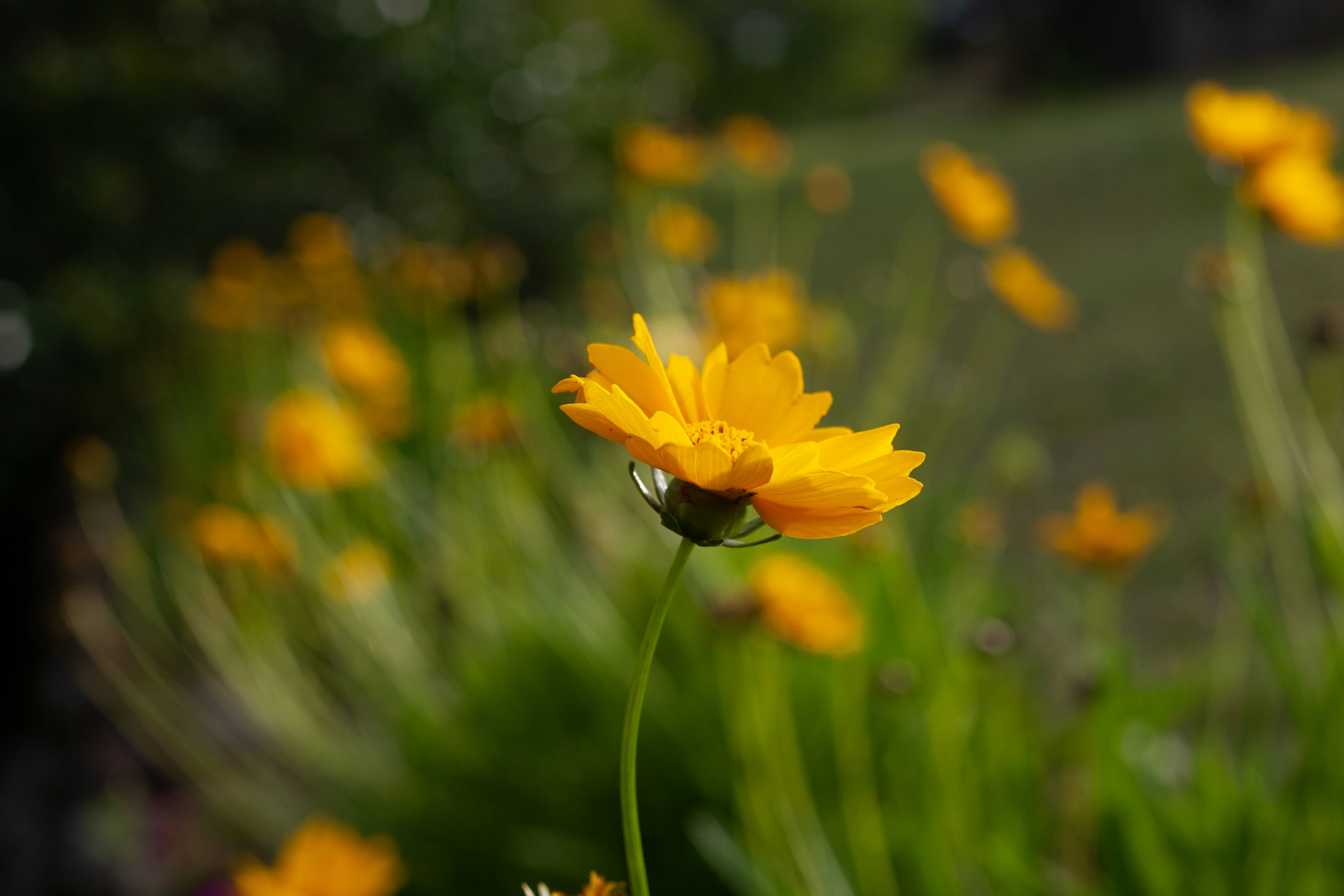 Photo by projetocafegatomourisco