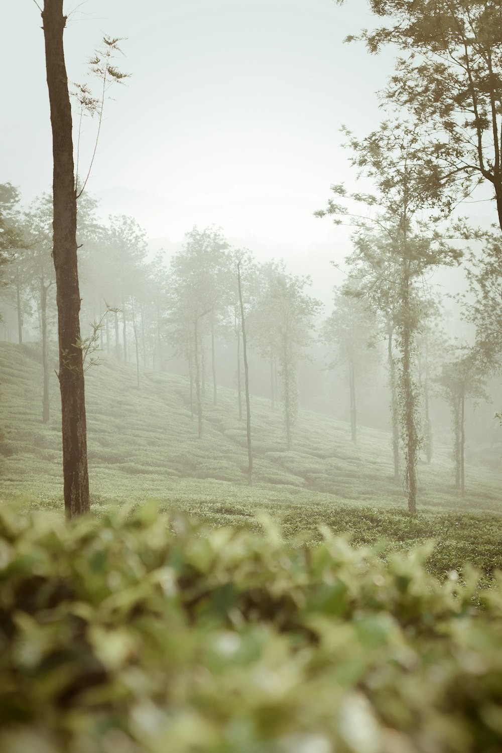 a foggy day in the woods with a bench in the foreground