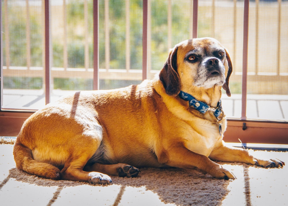 a dog laying on the floor in front of a sliding glass door