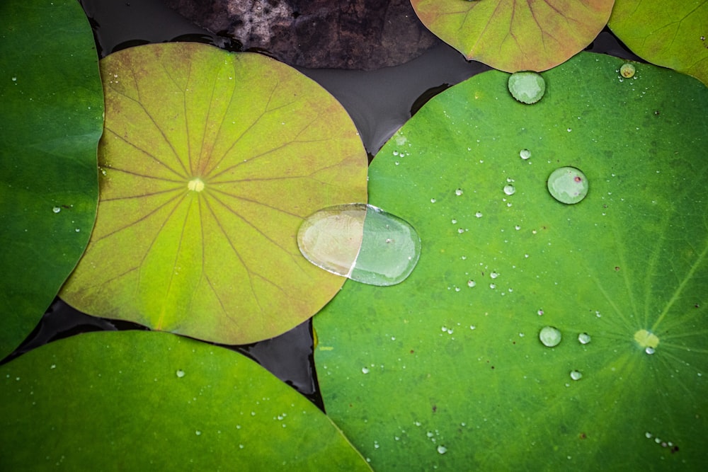 a group of water lilies with drops of water on them