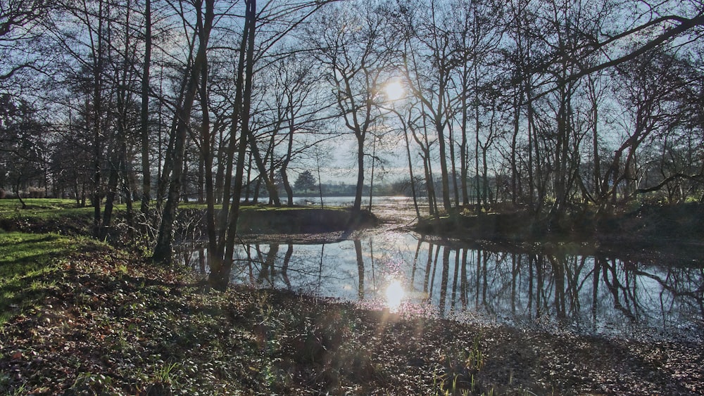 a river running through a lush green forest