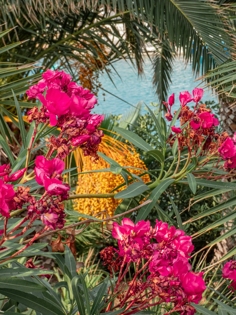 a bunch of flowers that are in the grass