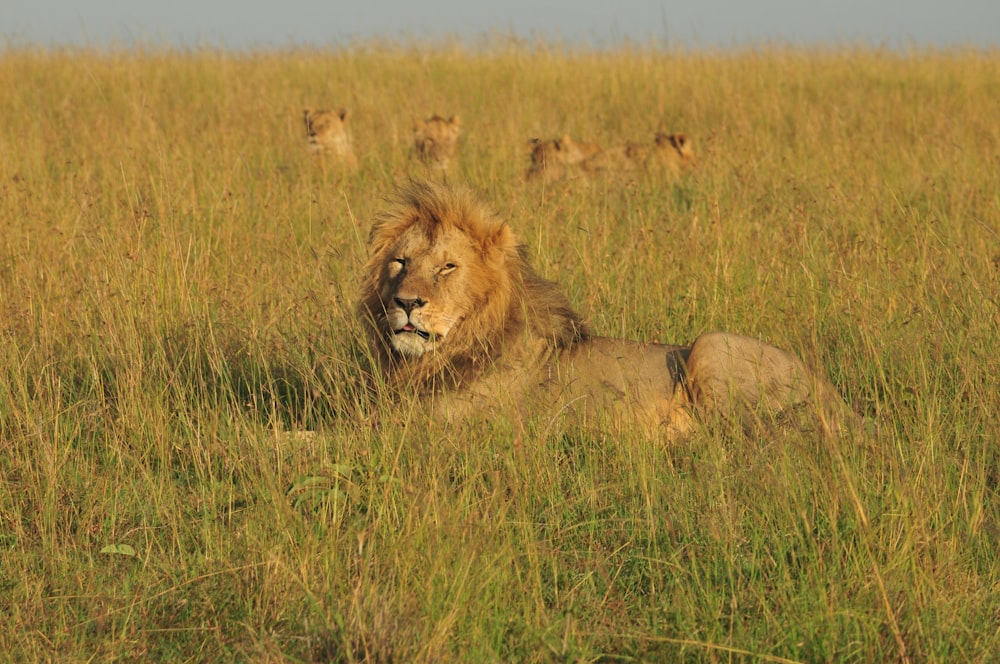 a lion laying in a field of tall grass