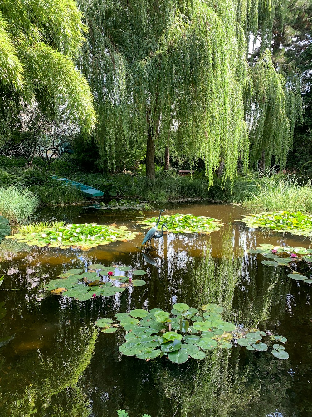 a pond filled with water lilies surrounded by trees