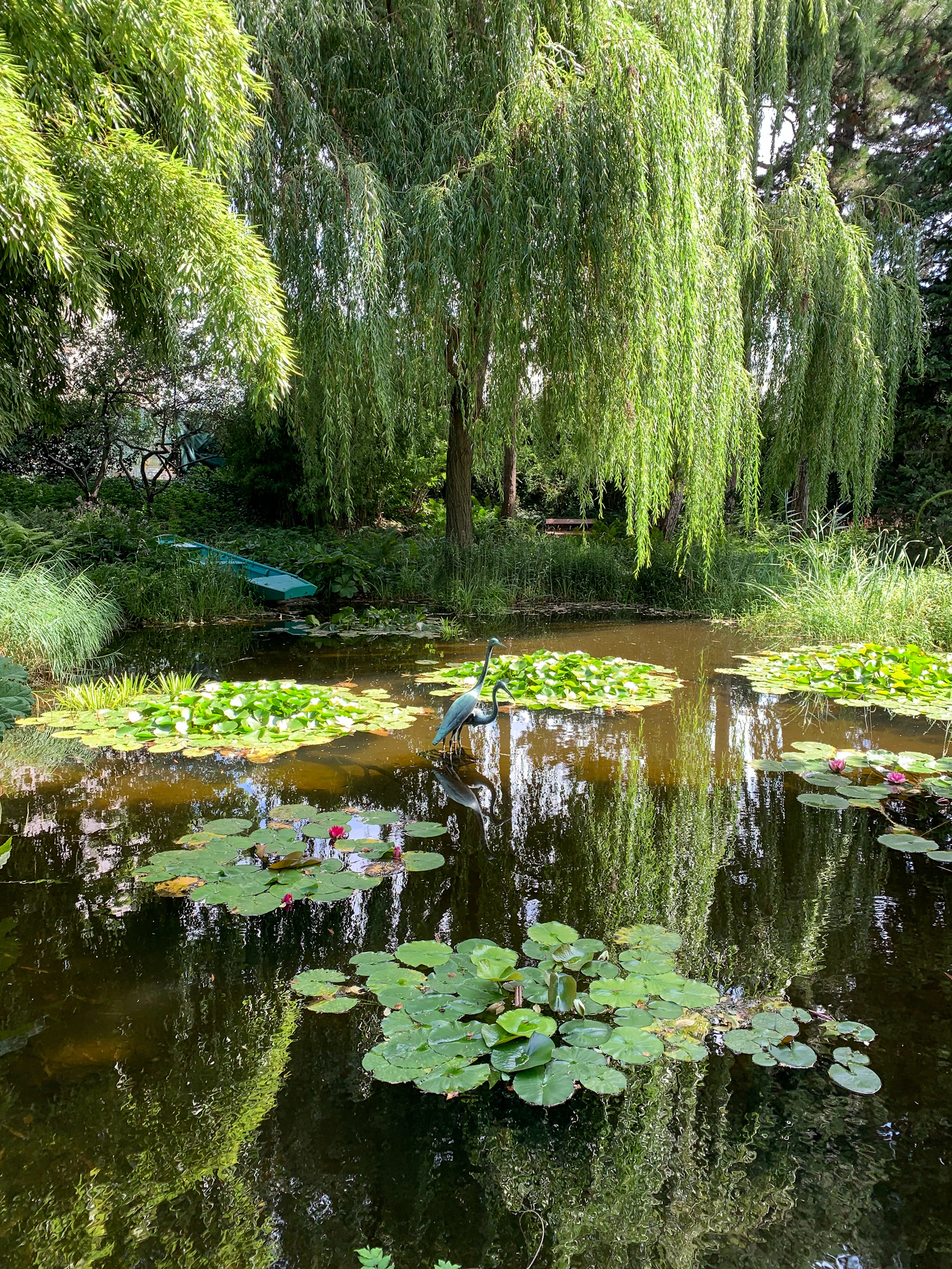 A pond with rafts of lily pads under a weeping willow