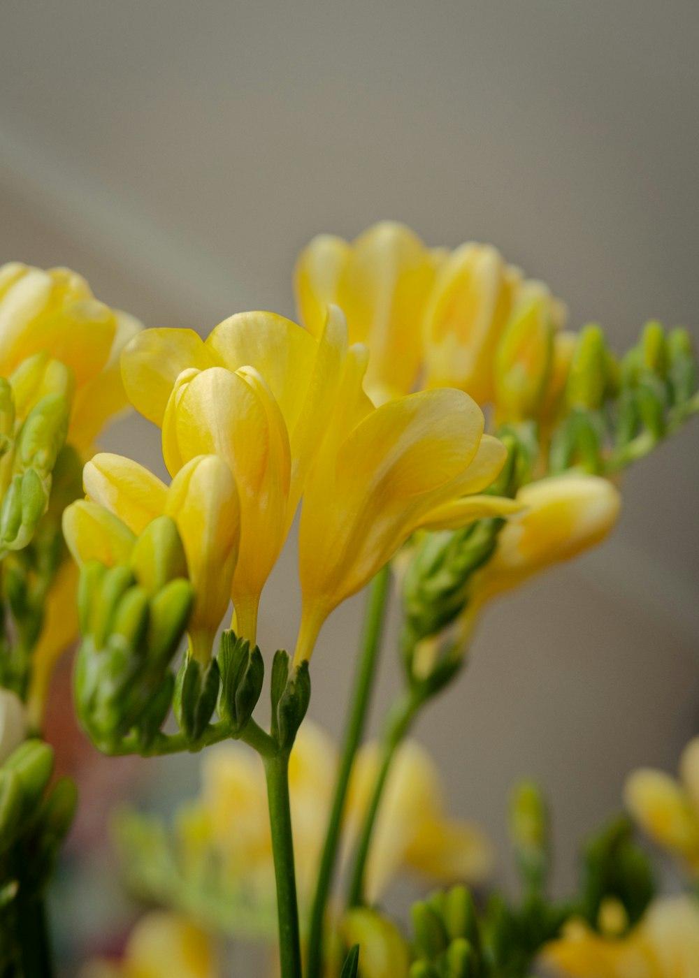 a bunch of yellow flowers in a vase