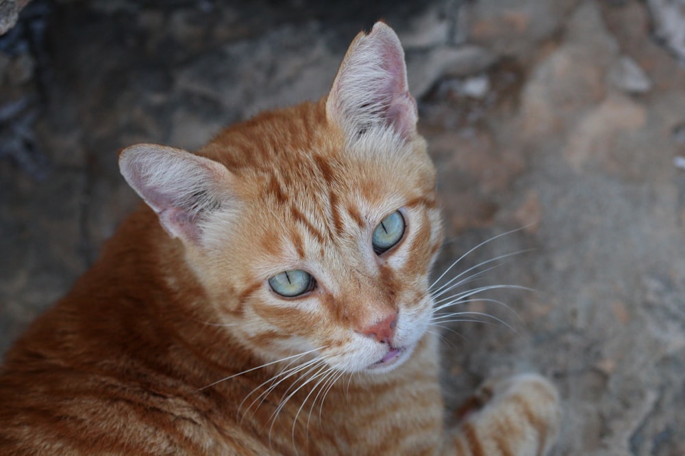 a close up of a cat with blue eyes