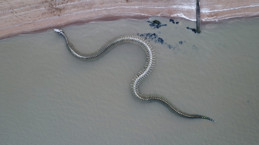 a snake that is laying down in the sand