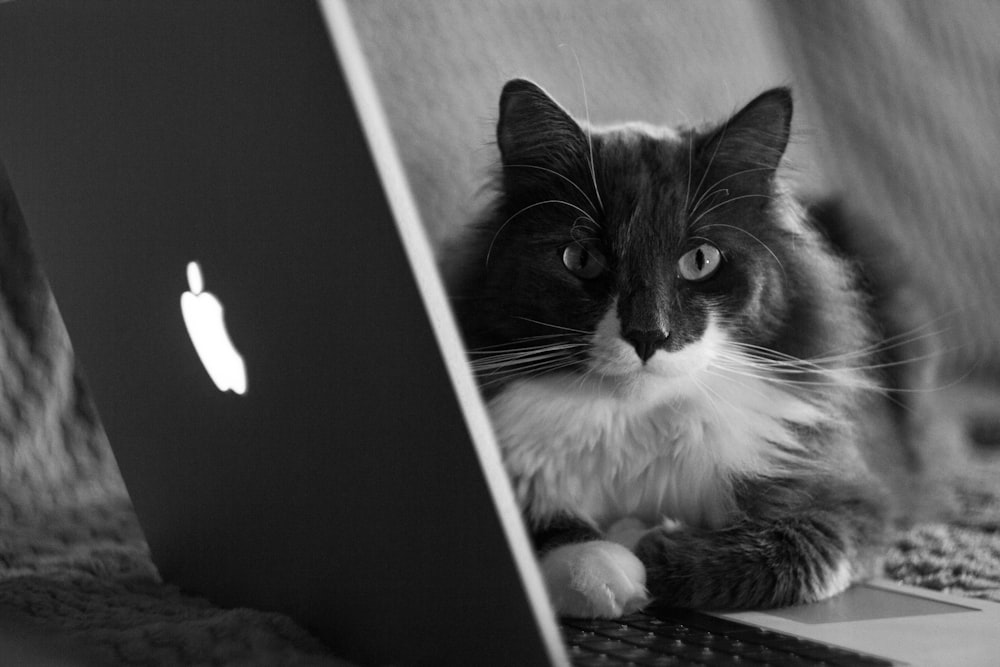 a black and white cat sitting next to a laptop