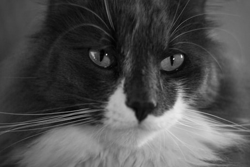 A close-up black and white photograph of a cat with striking eyes and long whiskers. The fur appears soft and dense, with a white patch around the mouth and chin area.