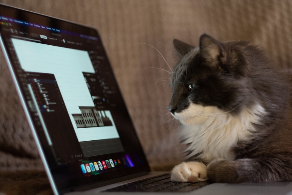 a cat sitting on a couch next to a laptop