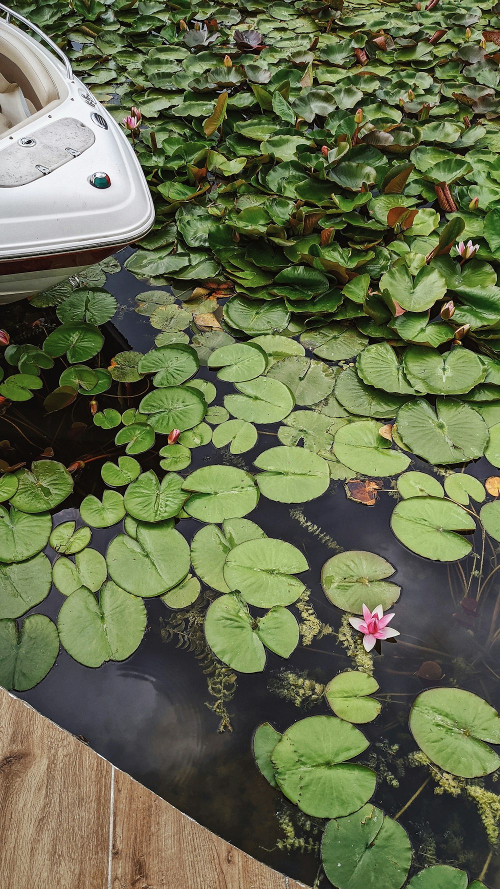 a boat floating on top of a body of water covered in lily pads