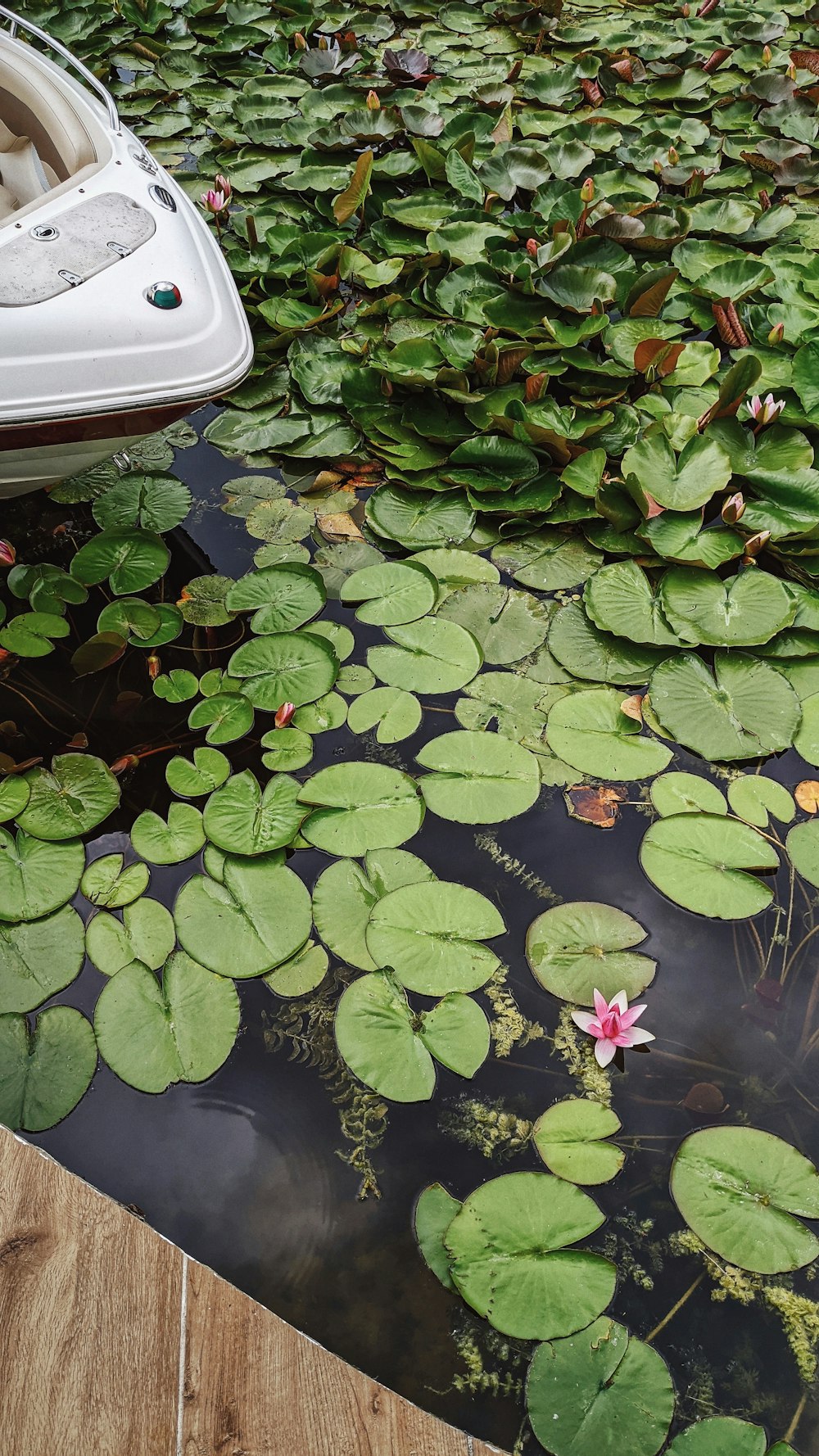 ユリのパッドで覆われた水域の上に浮かぶボート