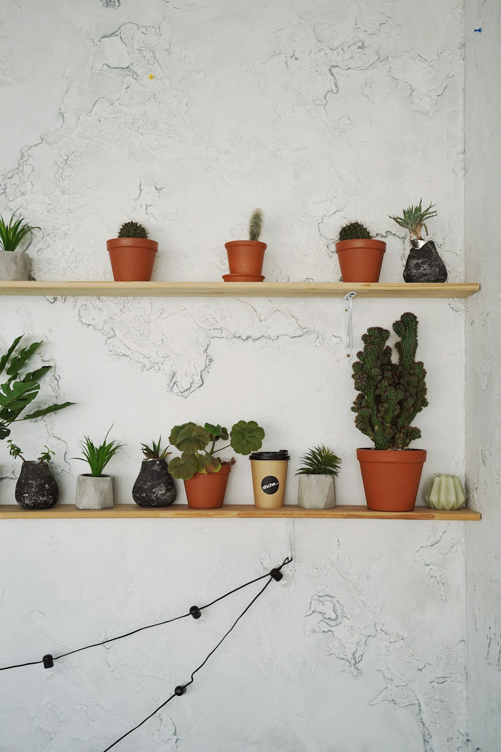 a bunch of plants that are on a shelf