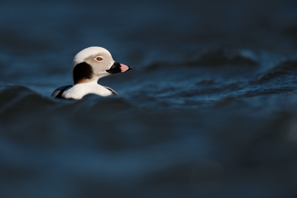 Un pájaro blanco y negro flotando sobre un cuerpo de agua