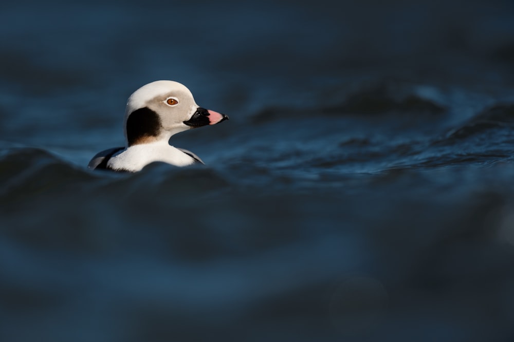 um pássaro branco e preto flutuando em cima de um corpo de água