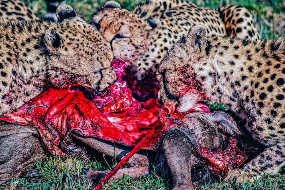 a group of cheetah eating a carcass on the ground