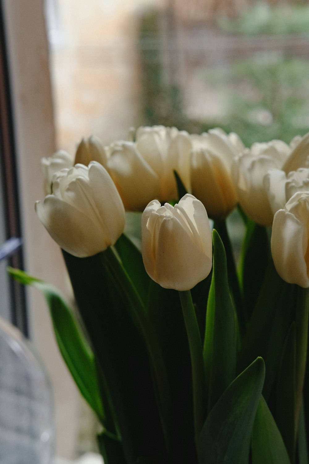 a bunch of white tulips sitting in a vase