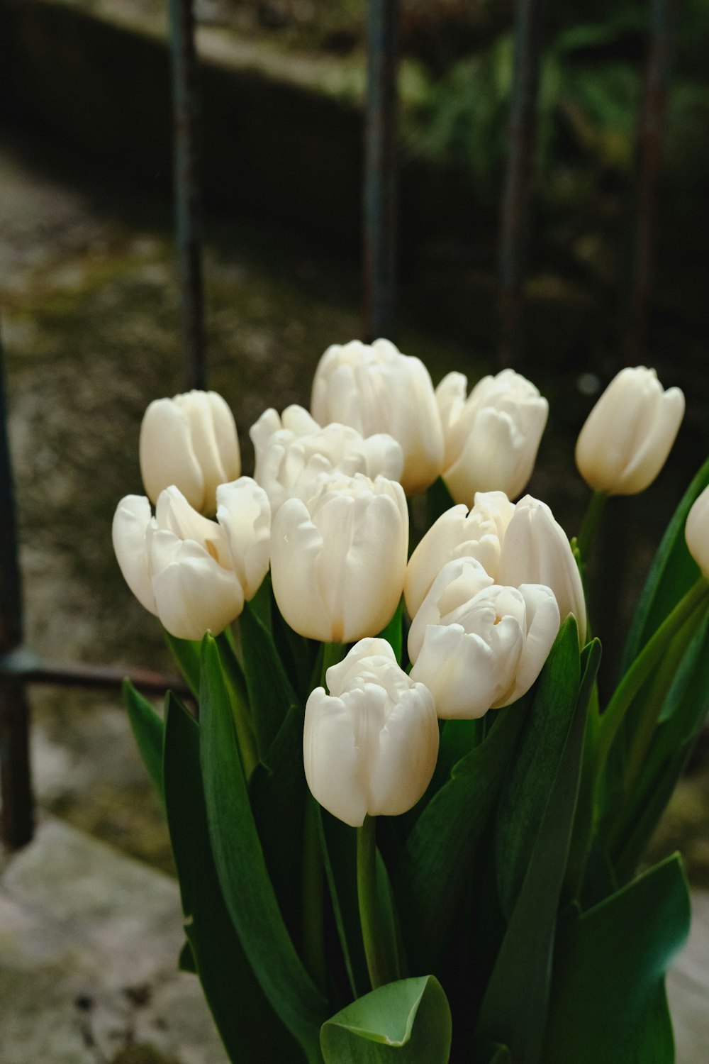 a bunch of white tulips are in a vase