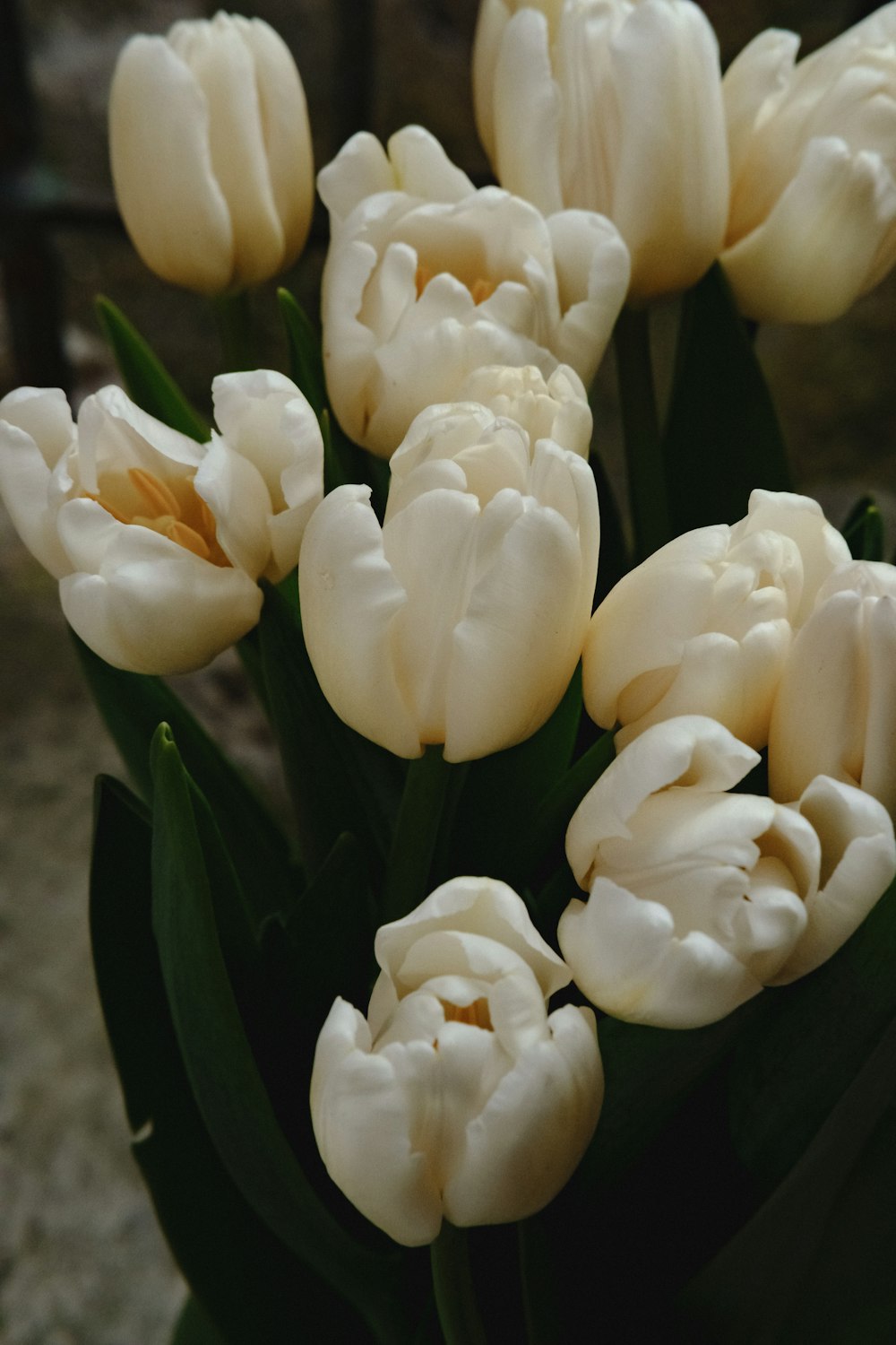 a bunch of white flowers sitting in a vase