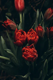 a bunch of red flowers sitting in a vase