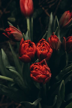 a bunch of red flowers sitting in a vase