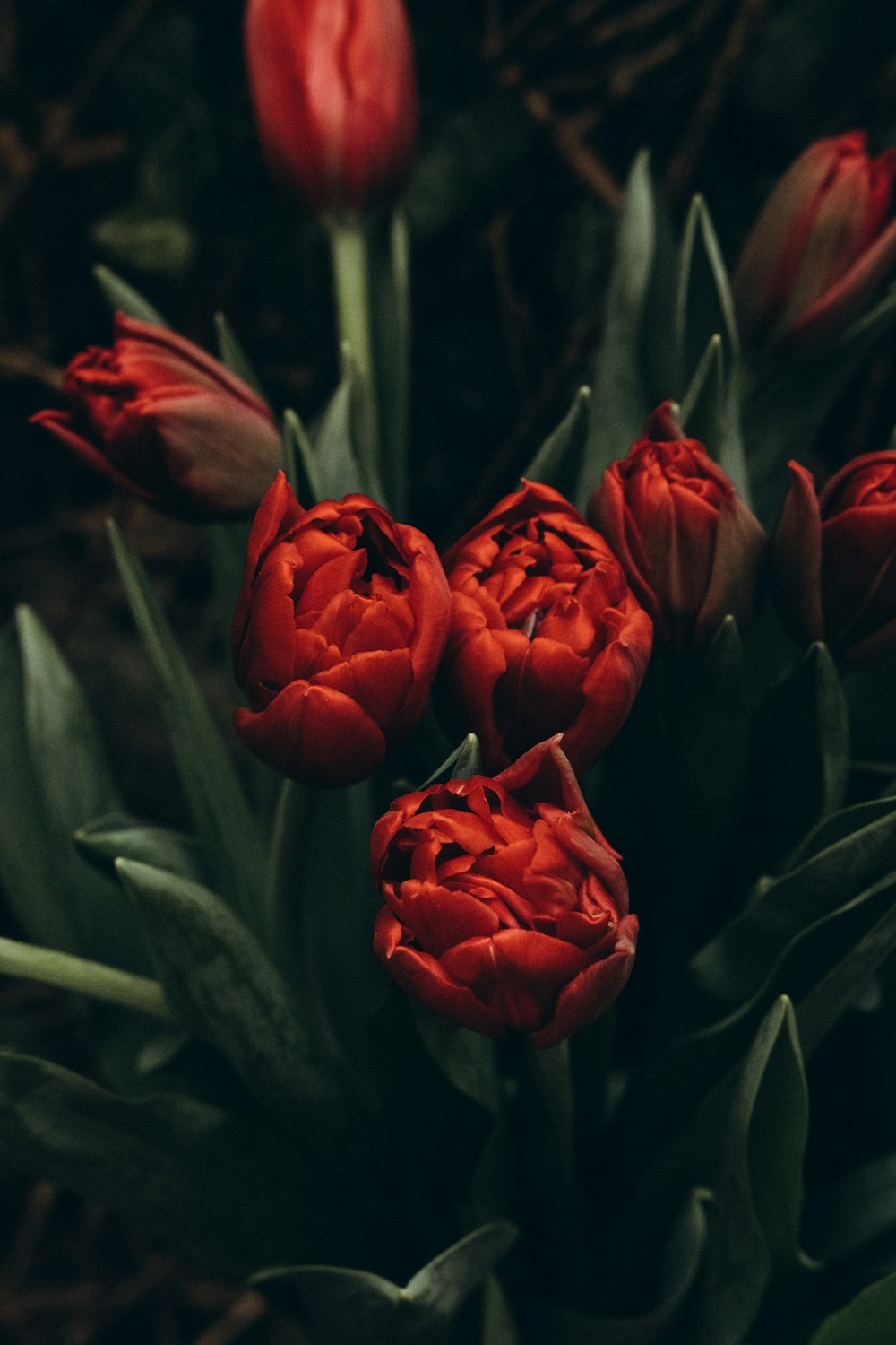 a bunch of red flowers sitting in a vase