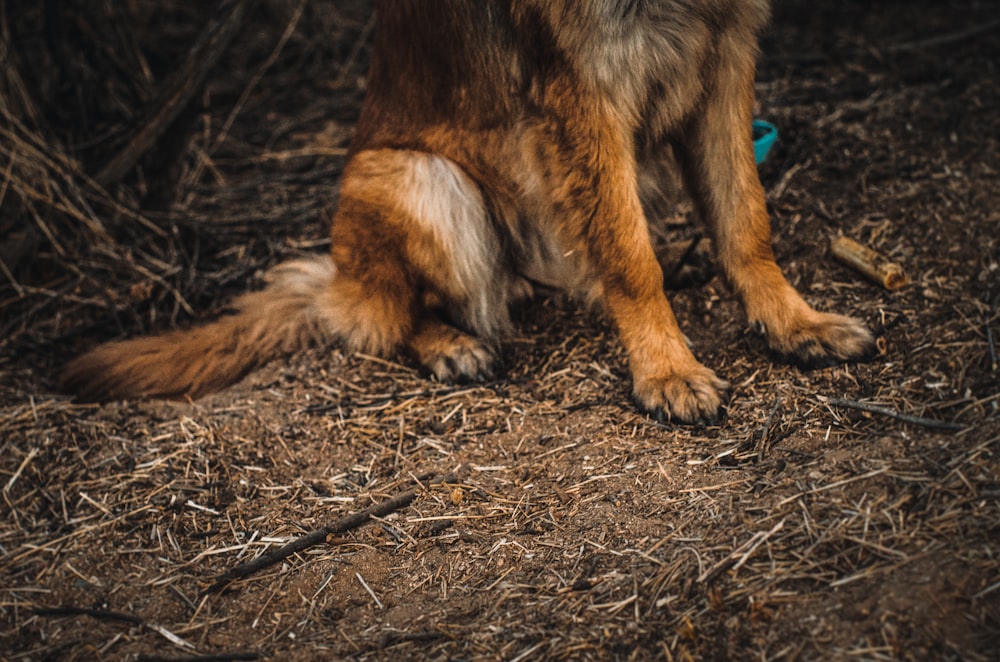 a dog sitting on the ground in the woods