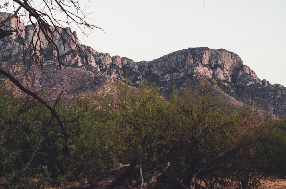 a mountain range with trees and bushes in the foreground