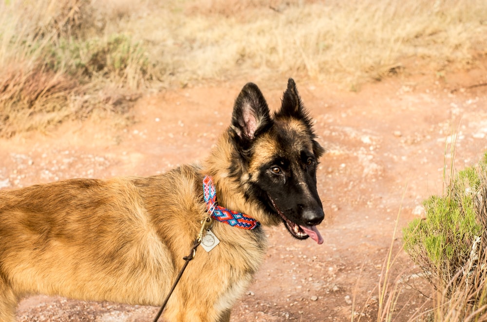 a dog standing on a dirt path in the grass