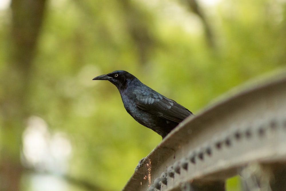 a black bird sitting on top of a metal fence