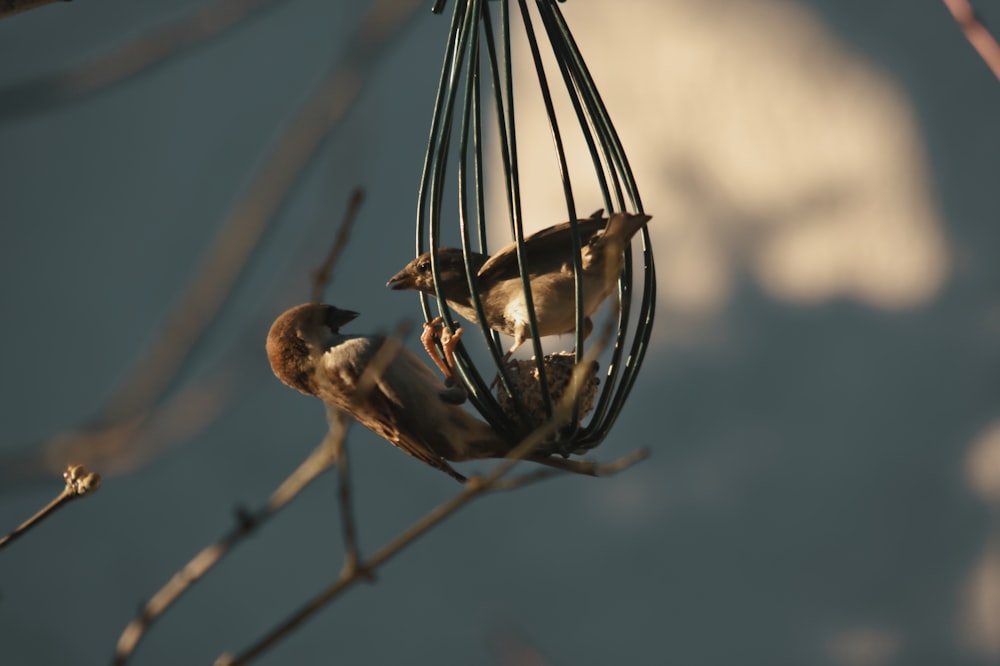 a couple of birds that are sitting in a cage