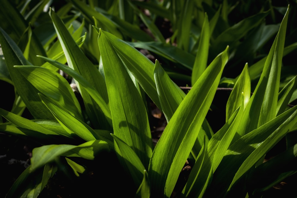 a close up of a bunch of green grass