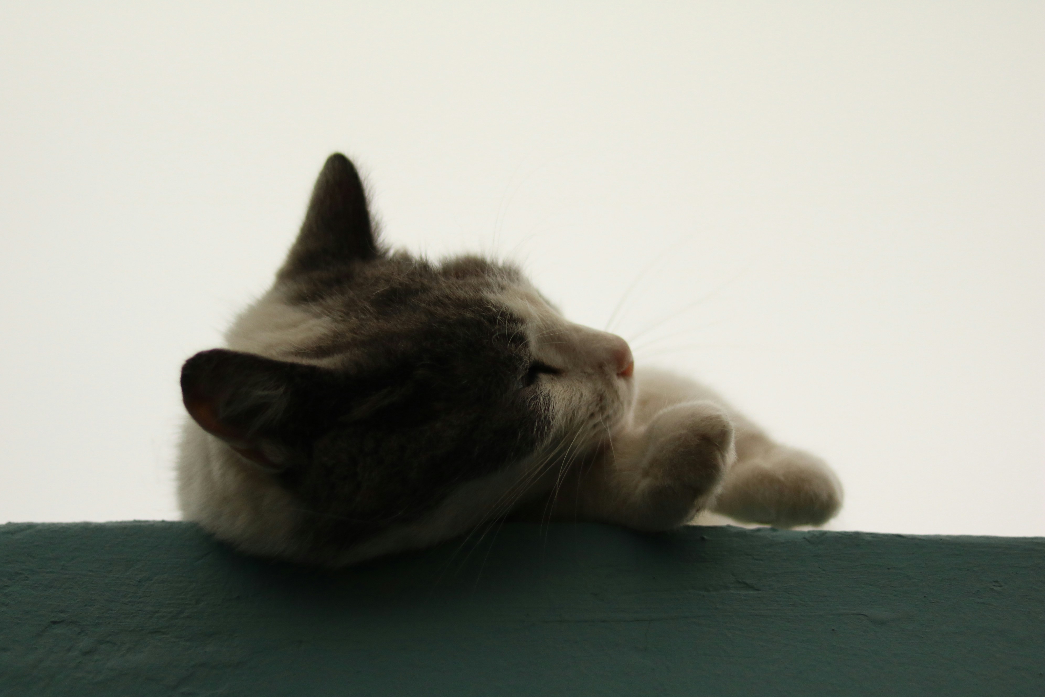 Photo by allysphotos