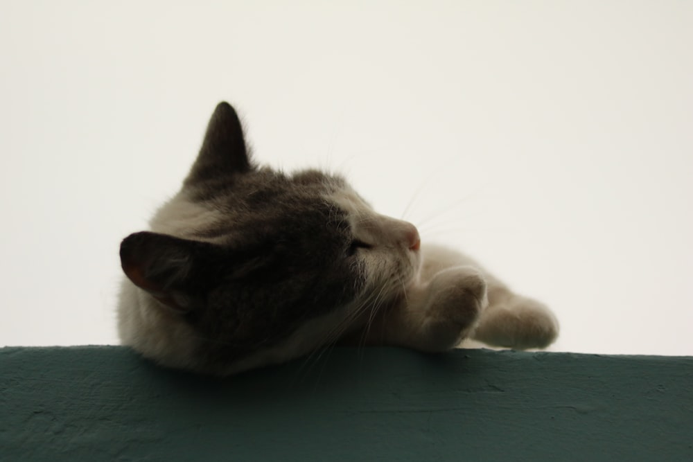 um gato cinza e branco deitado em cima de uma parede verde