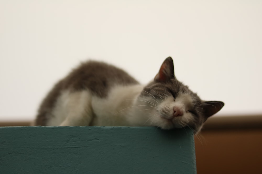 a gray and white cat sleeping on top of a blue box