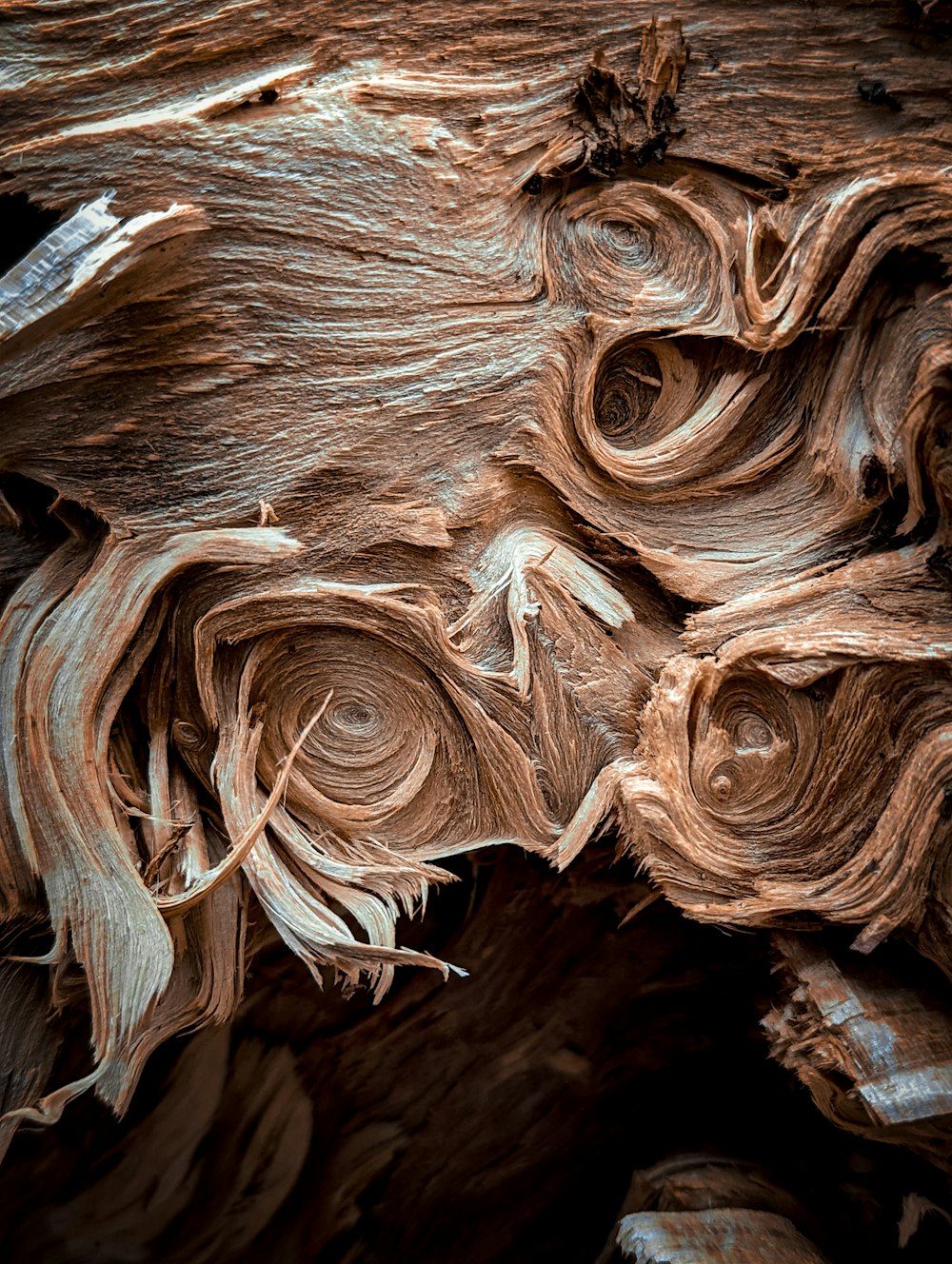 a close up of a tree trunk that is peeling